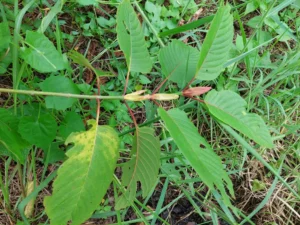 red vein kratom