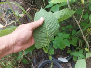 White vein kratom