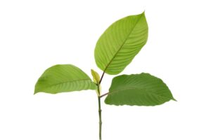 kratom branch