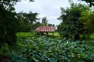 Kratom Shelter in a small lotus lake