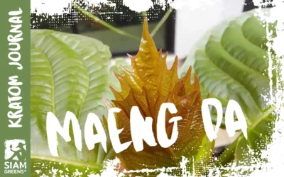 What Realy Is Kratom Maeng Da?