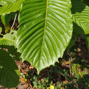 Mature Maeng Da kratom leaf